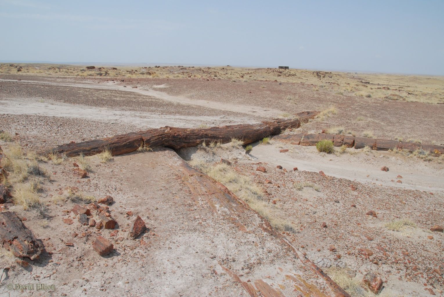 a long log of petrified wood