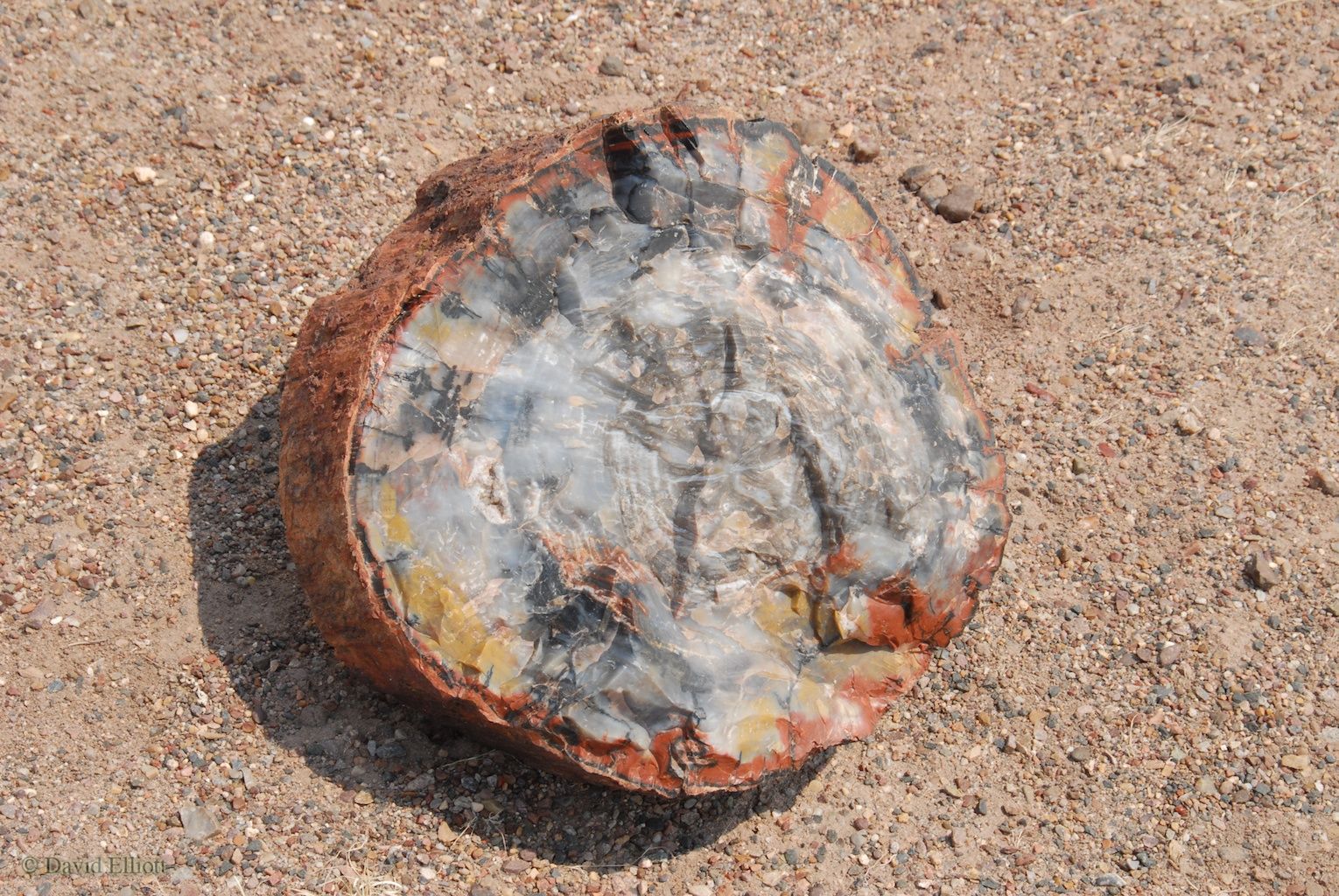 notice all the pretty colors in the petrified wood