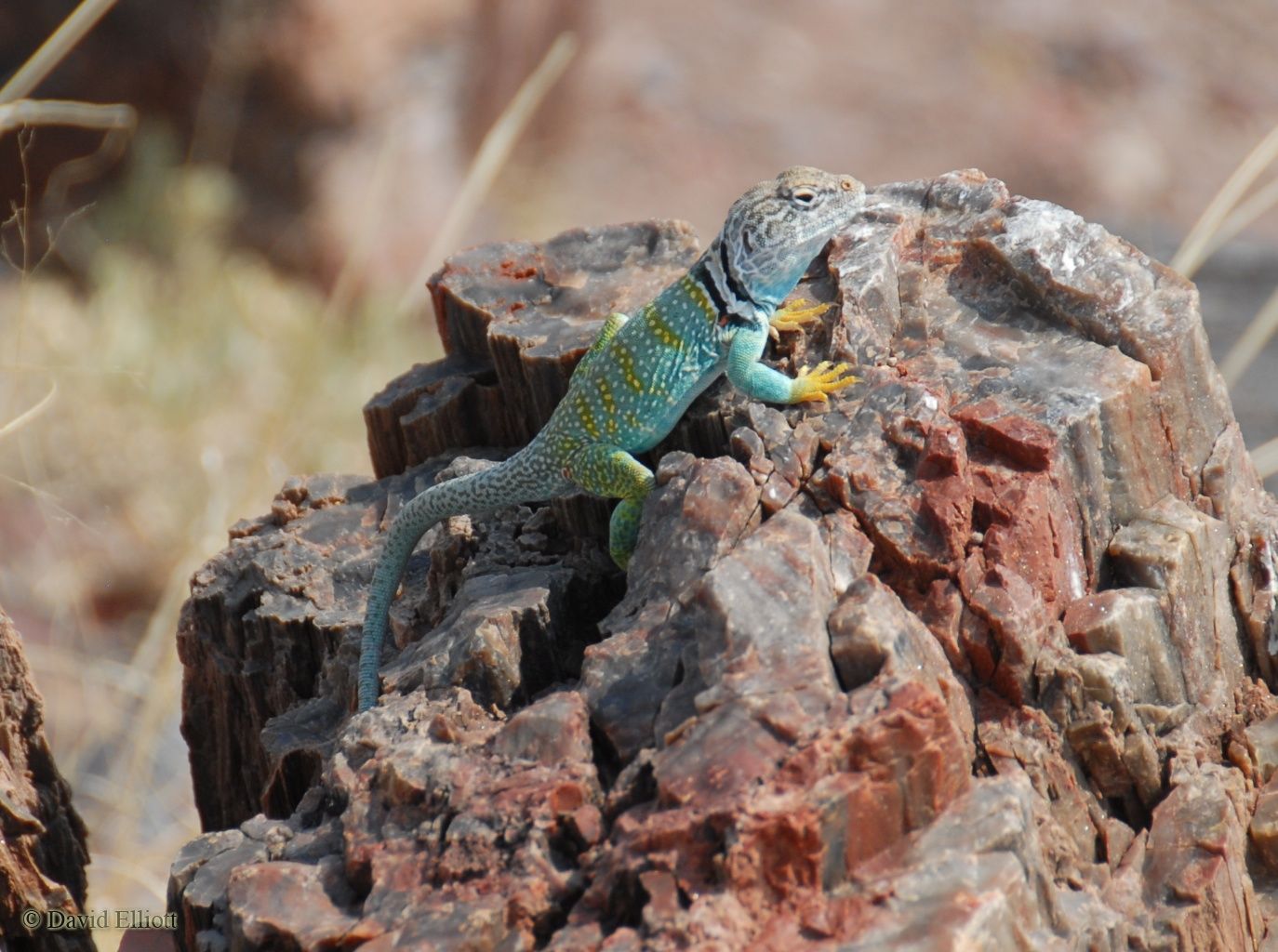 Lizard on a piece of petrified wood