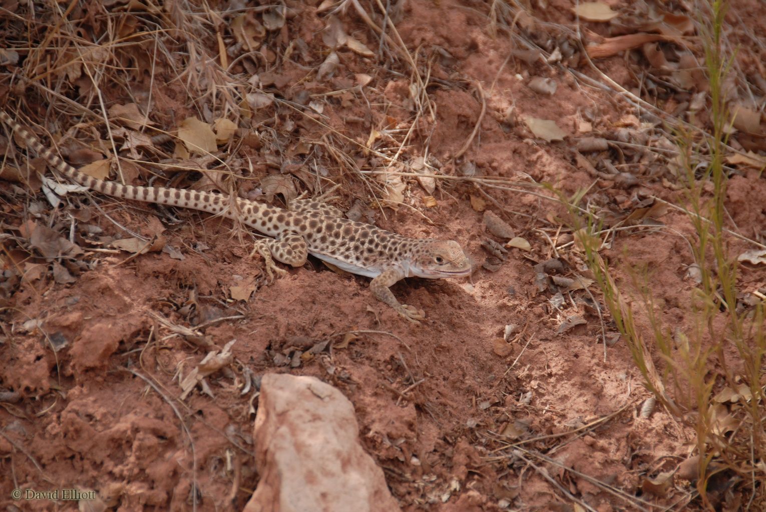 lizard on the trail