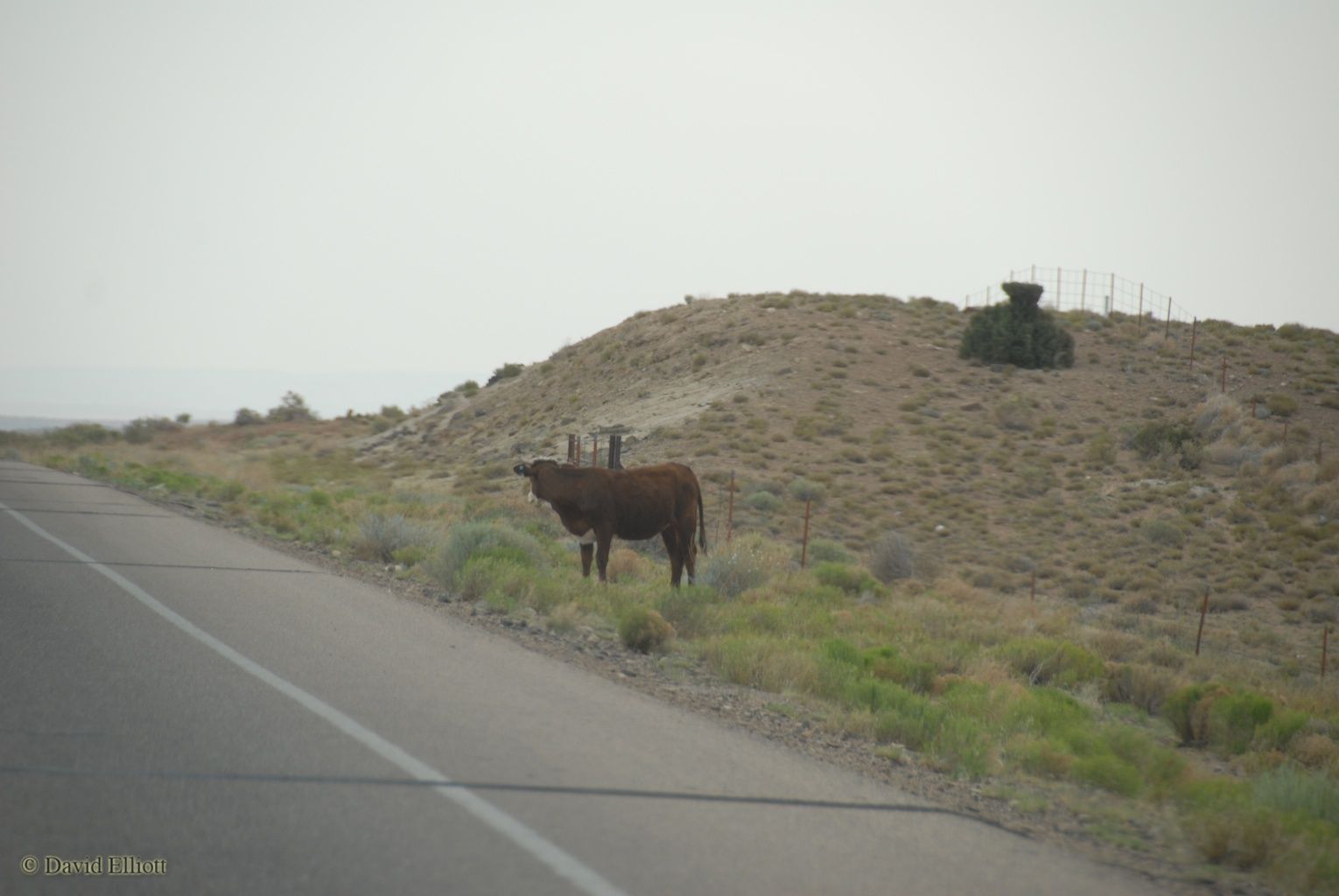 while driving through the Navajo Nation we noticed several cows were on the wrong side of the fence