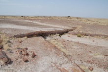 a long log of petrified wood