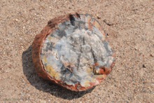notice all the pretty colors in the petrified wood