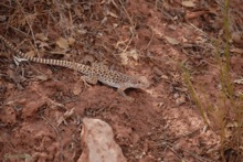 lizard on the trail
