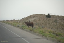 while driving through the Navajo Nation we noticed several cows were on the wrong side of the fence