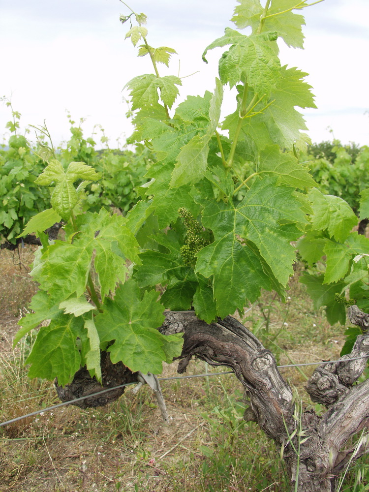 "Our" grapes