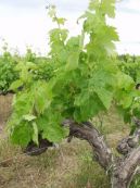 "Our" grapes