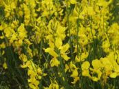 La Caume