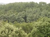 La Caume