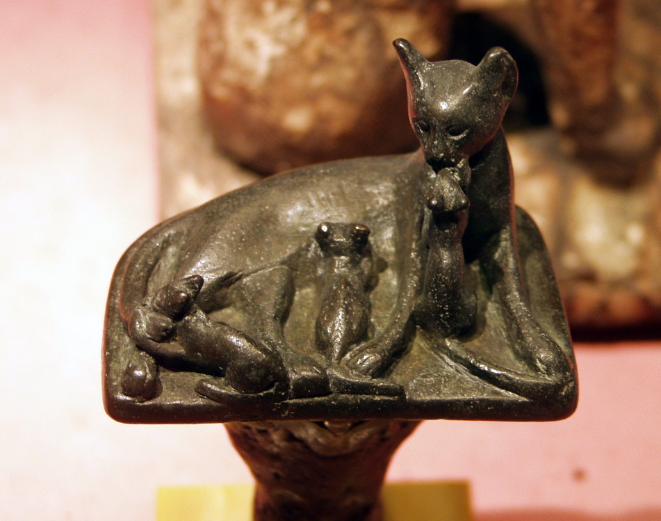 A Cat
