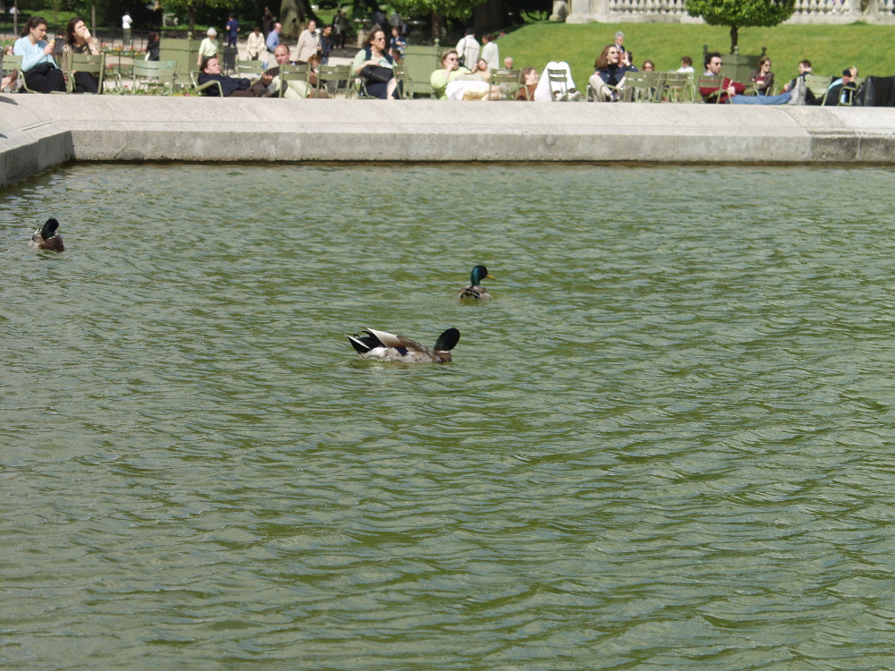Luxembourg gardens