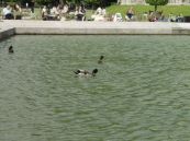 Luxembourg gardens