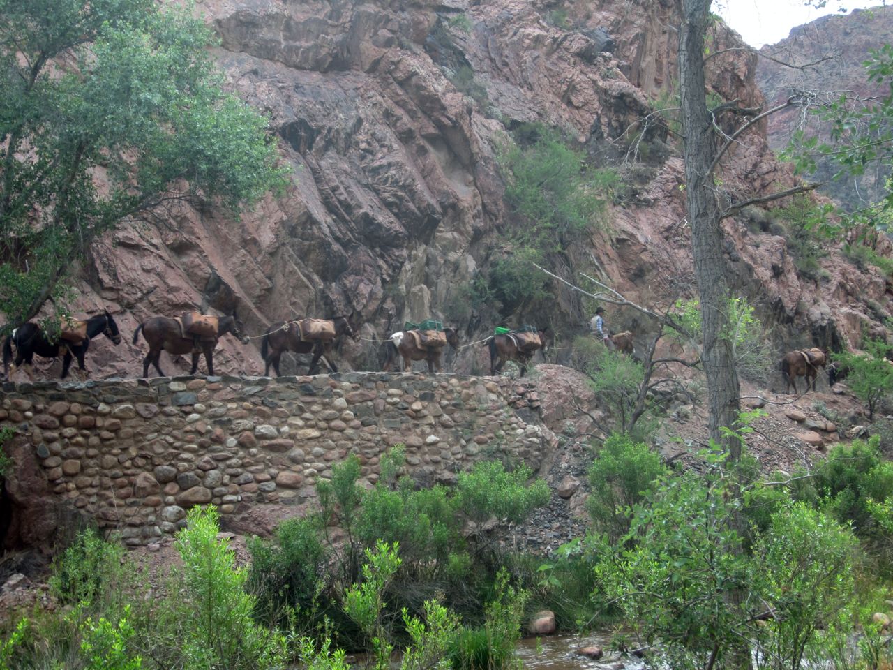 morning mule pack leaving Phantom Ranch