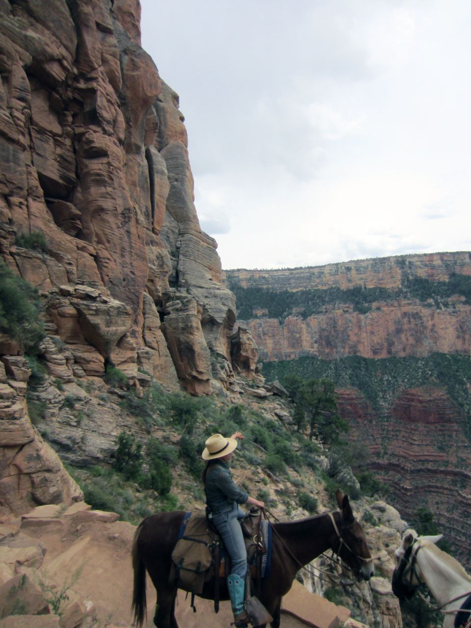 mule guide