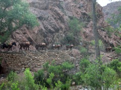 morning mule pack leaving Phantom Ranch