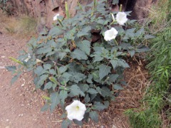 datura