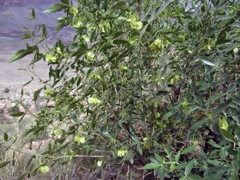 hop bush