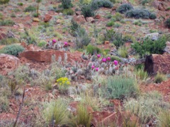 Juliana hadn't seen desert flowers in a while