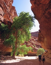 havasu pan 4