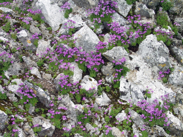 P5229846