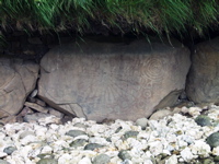 P5239927