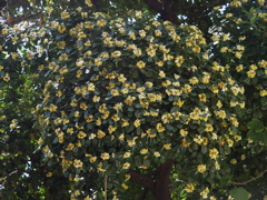 P5304054