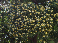 P5304054