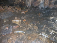 P3158288