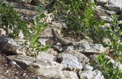 P3117678