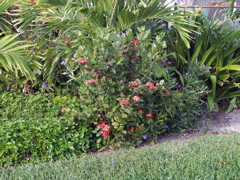 P3117675