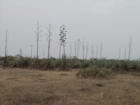 P3168334