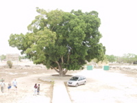 P3168337