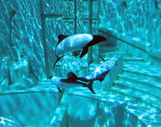 IMG_0056.JPG
