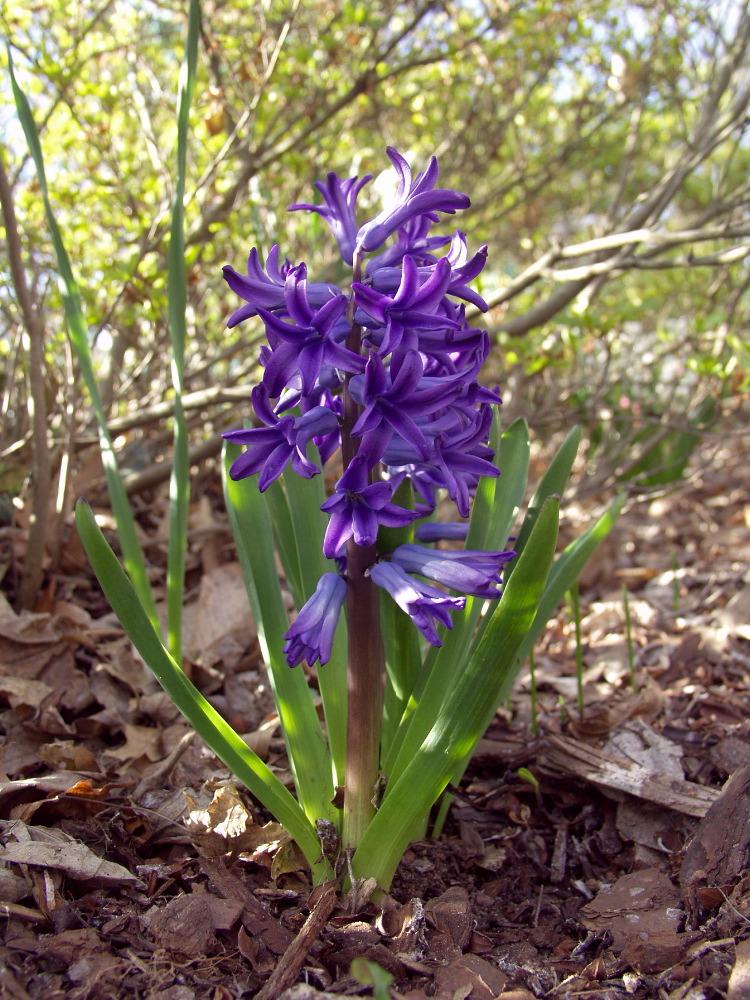 P4242984.JPG