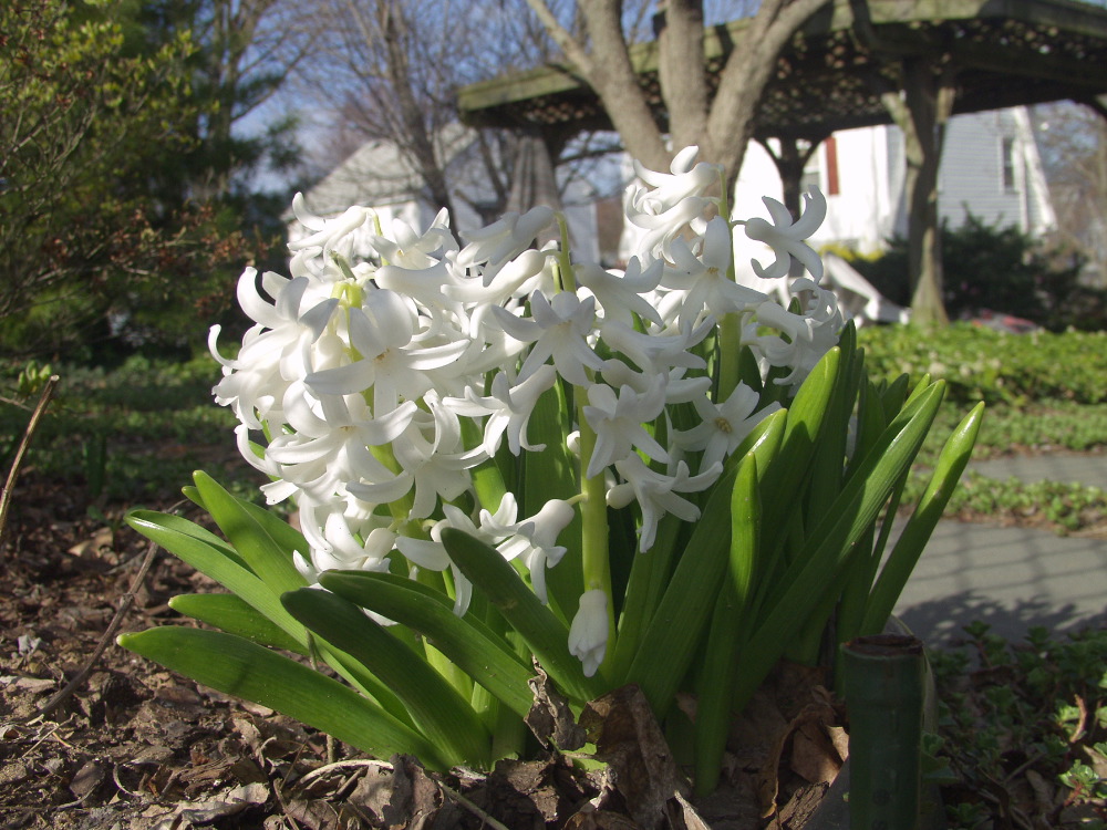 P4242985.JPG