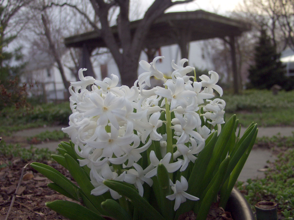 P4252995.JPG